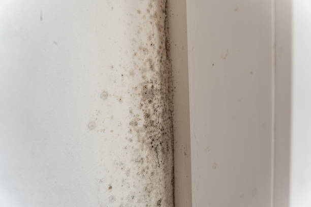  Staic, CA Mold Removal Pros